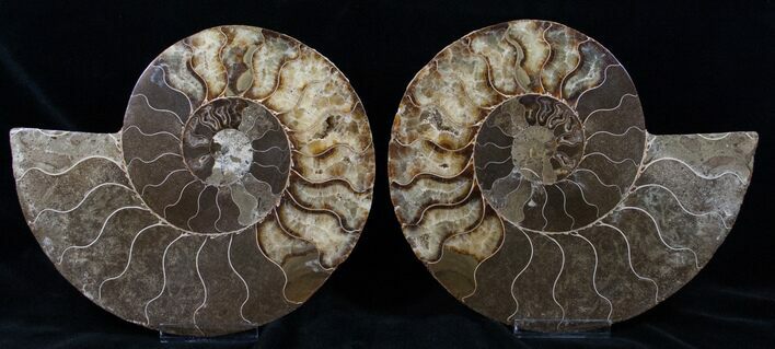 Large Split Ammonite Pair - Agatized #13632